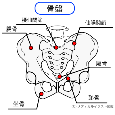 骨盤のイラスト